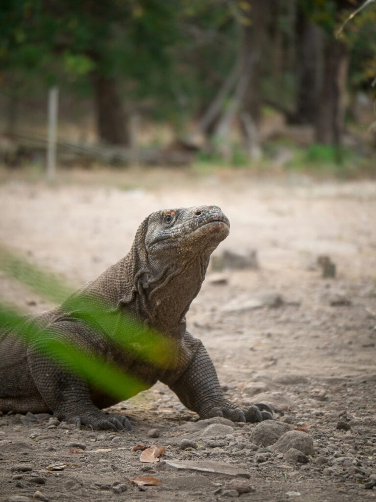 A massive Komodo dragon resting in its natural habitat in Komodo National Park, Indonesia.