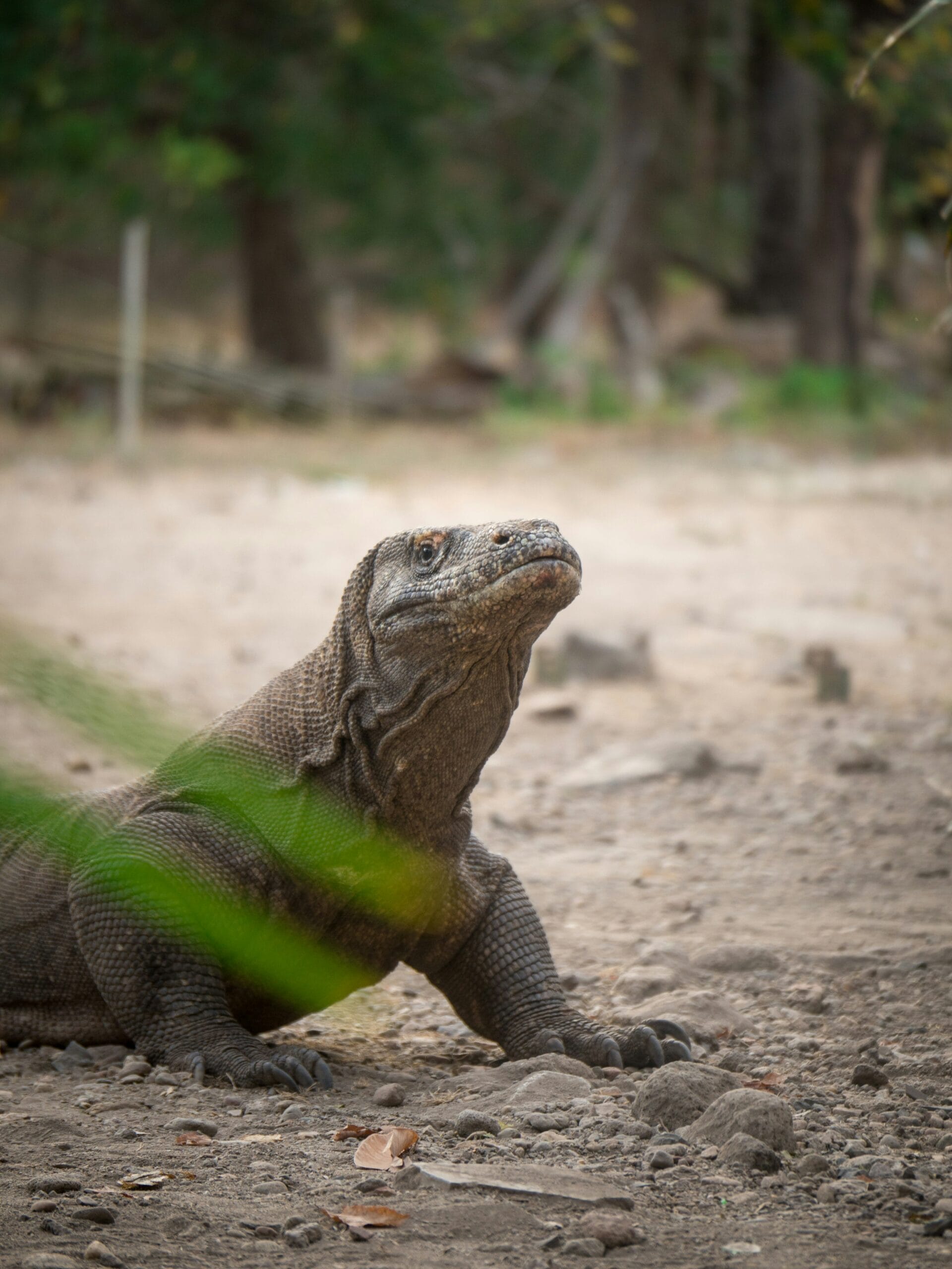 A massive Komodo dragon resting in its natural habitat in Komodo National Park, Indonesia.