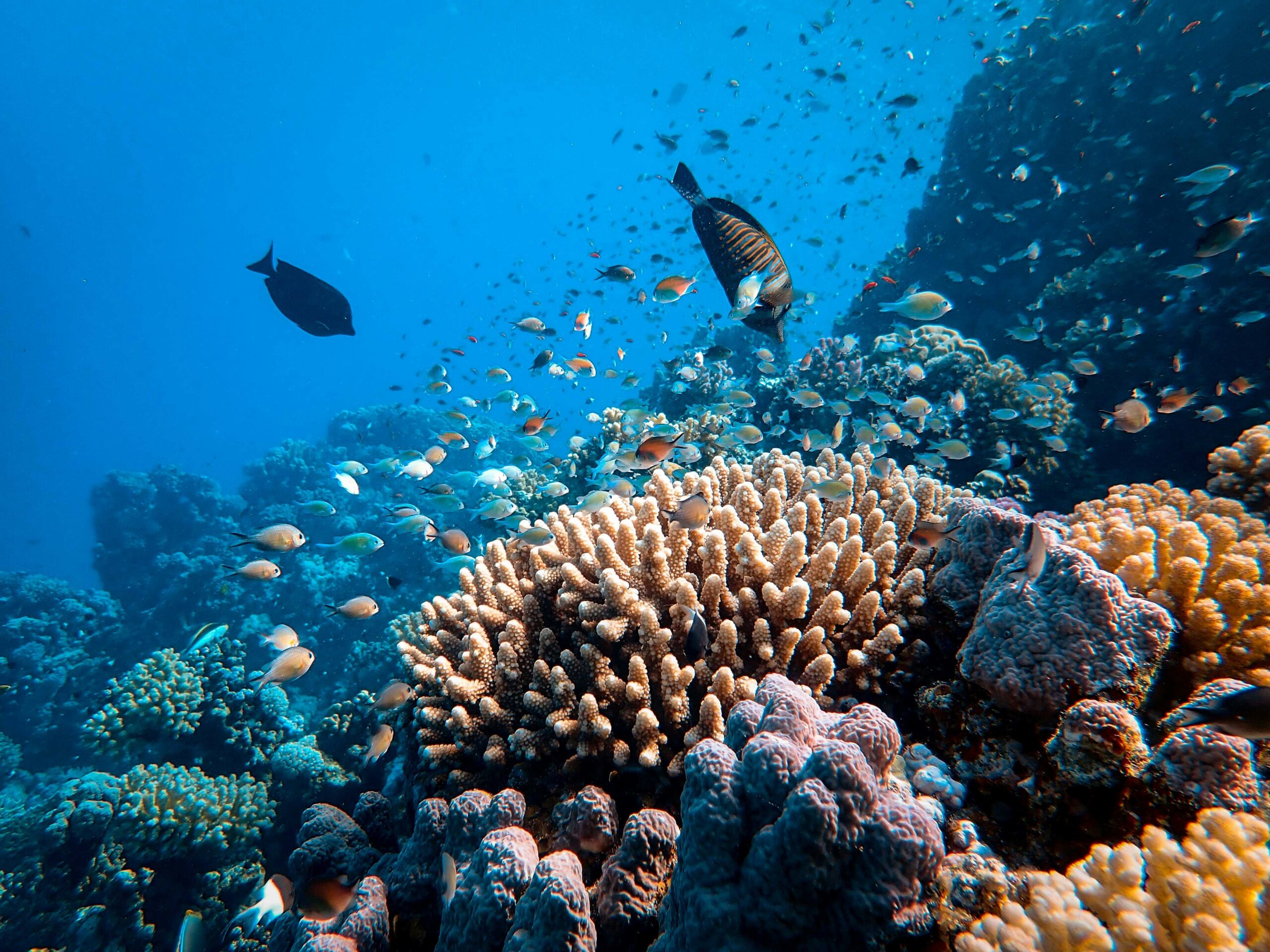 Karimunjawa