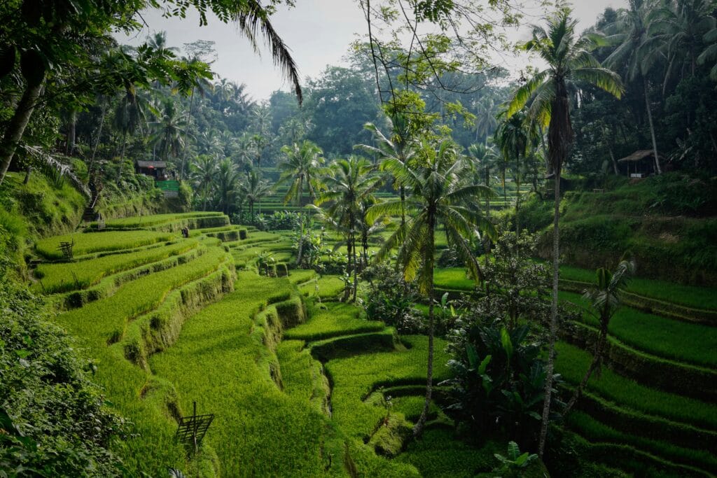 Lush green stepped rice terraces surrounded by tropical palm trees in Ubud, Bali, Indonesia.